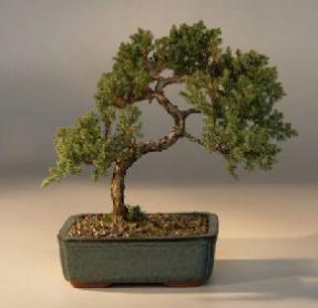 Juniper Bonsai Tree - Trained<br><i>(juniper procumbens nana)</i>