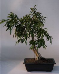 Ficus Bonsai Tree  Banyan Style<br><i>(ficus philippenensis)</i>