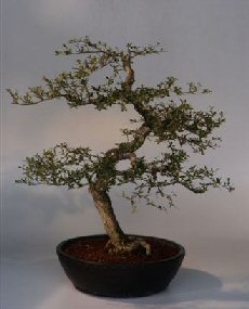 Dwarf Black Olive<br><i>(bucida spinosa)</i>