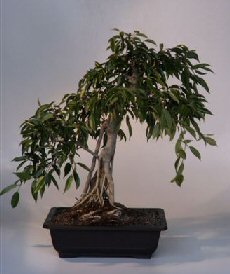 Ficus Bonsai Tree  Banyan Style<br><i>(ficus philippenensis)</i>