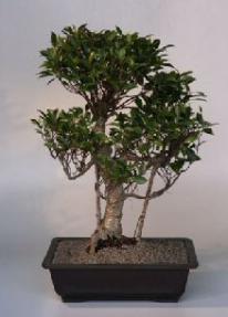 Ficus Retusa Bonsai Tree<br><i>(ficus retusa)</i>