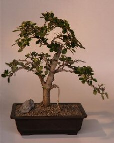 Green Emerald Ficus Bonsai Tree<br><i>(ficus microcarpa)</i>