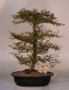 Dwarf Black Olive<br><i>(bucida spinosa)</i>