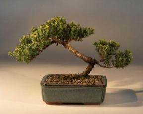 Juniper Bonsai Tree - Trained<br><i>(juniper procumbens nana)</i>