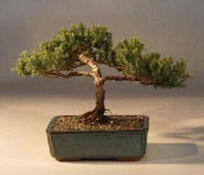 Juniper Bonsai Tree - Trained<br><i>(juniper procumbens nana)</i>