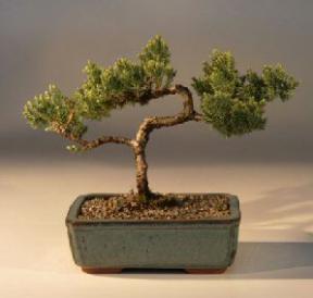 Juniper Bonsai Tree - Trained<br><i>(juniper procumbens nana)</i>