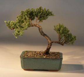 Juniper Bonsai Tree - Trained<br><i>(juniper procumbens nana)</i>