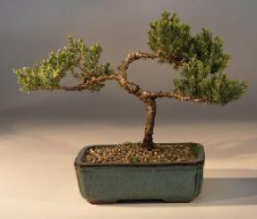 Juniper Bonsai Tree - Trained<br><i>(juniper procumbens nana)</i>