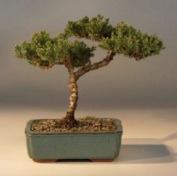 Juniper Bonsai Tree - Trained<br><i>(juniper procumbens nana)</i>