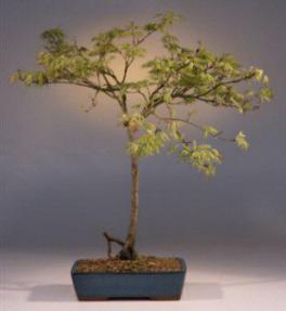 Japanese Maple Filagree Bonsai Tree<br><i>(acer palmatum dissectum)</i>