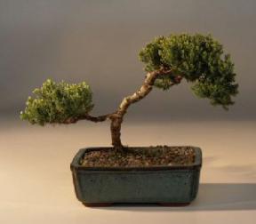 Juniper Bonsai Tree - Trained<br><i>(juniper procumbens nana)</i>