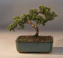 Juniper Bonsai Tree - Trained<br><i>(juniper procumbens nana)</i>