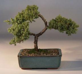 Juniper Bonsai Tree - Trained<br><i>(juniper procumbens nana)</i>