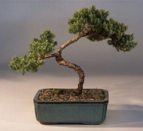 Juniper Bonsai Tree - Trained<br><i>(juniper procumbens nana)</i>