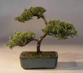 Juniper Bonsai Tree - Trained<br><i>(juniper procumbens nana)</i>