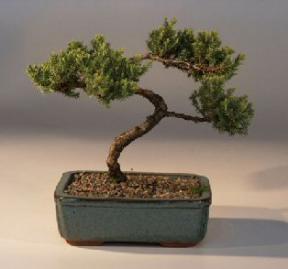 Juniper Bonsai Tree - Trained<br><i>(juniper procumbens nana)</i>