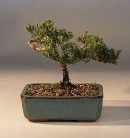 Juniper Bonsai Tree - Trained<br><i>(juniper procumbens nana)</i>