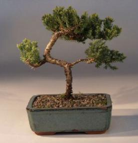 Juniper Bonsai Tree - Trained<br><i>(juniper procumbens nana)</i>