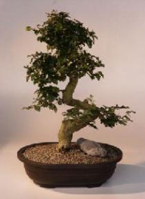 Ligustrum Bonsai Tree<br><i>(ligustrum lucidum)</i>