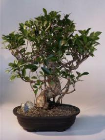 Ficus Retusa Bonsai Tree (ficus retusa)<br>(