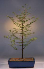 Dawn Redwood Bonsai Tree<br><i>(metasequoia glyptostroboides)</i>