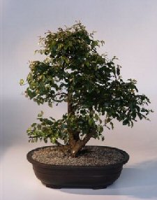 Sweet Plum Bonsai Tree<br><i>(sageretia theezans)</i>