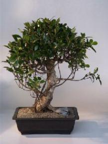 Ficus Retusa Bonsai Tree<br><i>(ficus retusa)</i>