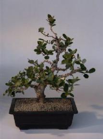 Green Emerald Ficus Bonsai Tree<br><i>(ficus microcarpa)</i>