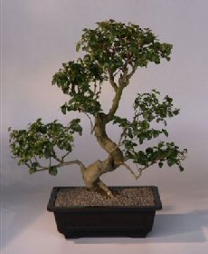 Ligustrum Bonsai Tree<br><i>(ligustrum lucidum)</i>