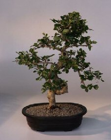 Fukien Tea  Bonsai Tree <br><i>(ehretia microphylla)</i>