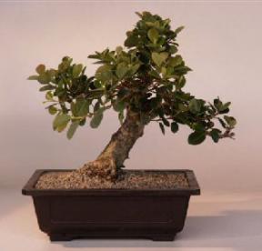 Green Emerald Ficus Bonsai Tree<br><i>(ficus microcarpa)</i>