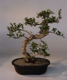 Fukien Tea  Bonsai Tree <br><i>(ehretia microphylla)</i>