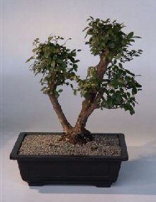 Sweet Plum Bonsai Tree<br><i>(sageretia theezans)</i>
