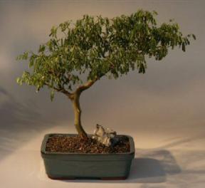 Brazilian Raintree Bonsai Tree <br><i>(pithecellobium tortum)</i>