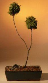 Blue Moss Cypress Bonsai Tree - Pom-Pom<br><i>(chamecyparis glauca minima)</i>