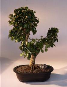 Ligustrum Bonsai Tree<br><i>(ligustrum lucidum)</i>