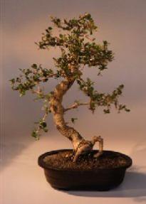 Fukien Tea Bonsai Tree <br><i>(ehretia microphylla)</i>