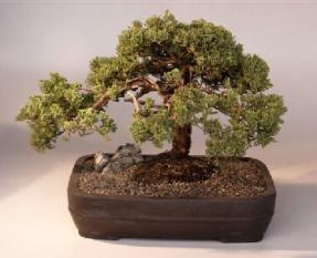 Juniper Bonsai Tree<br><i>(juniper procumbens nana)</i>