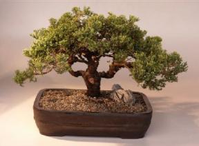 Juniper Bonsai Tree<br><i>(juniper procumbens nana)</i>