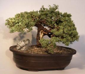 Juniper Bonsai Tree<br><i>(juniper procumbens nana)</i>