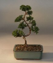 Juniper Karate Kid Bonsai Tree<br><i>(juniper procumbens nana)</i>