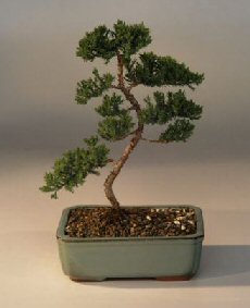 Juniper Karate Kid Bonsai Tree<br><i>(juniper procumbens nana)</i>