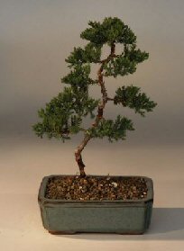 Juniper Karate Kid Bonsai Tree<br><i>(juniper procumbens nana)</i>