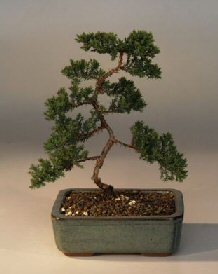 Juniper Karate Kid Bonsai Tree<br><i>(juniper procumbens nana)</i>