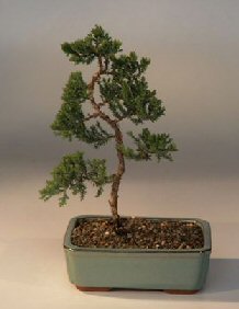 Juniper Karate Kid Bonsai Tree<br><i>(juniper procumbens nana)</i>