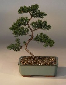 Juniper Karate Kid Bonsai Tree<br><i>(juniper procumbens nana)</i>