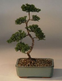 Juniper Karate Kid Bonsai Tree<br><i>(juniper procumbens nana)</i>