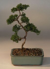 Juniper Karate Kid Bonsai Tree<br><i>(juniper procumbens nana)</i>