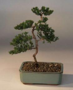 Juniper Karate Kid Bonsai Tree<br><i>(juniper procumbens nana)</i>