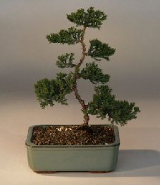 Juniper Karate Kid Bonsai Tree<br><i>(juniper procumbens nana)</i>